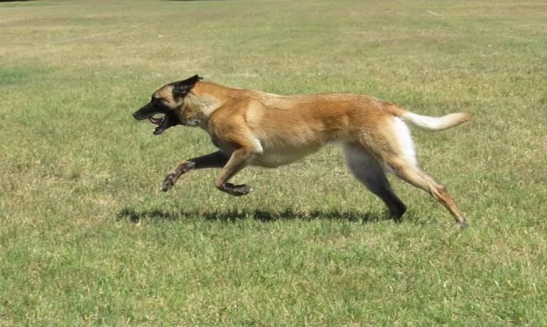 Dottie von Vogeley, a Belgian Shepherd tested with EmbarkVet.com