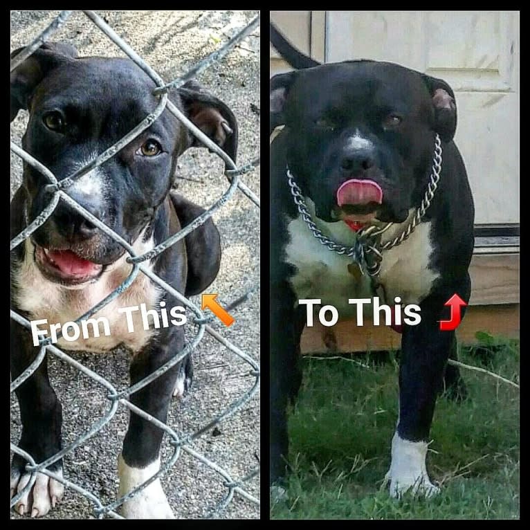 Hulk-E-Boy, an American Bully tested with EmbarkVet.com