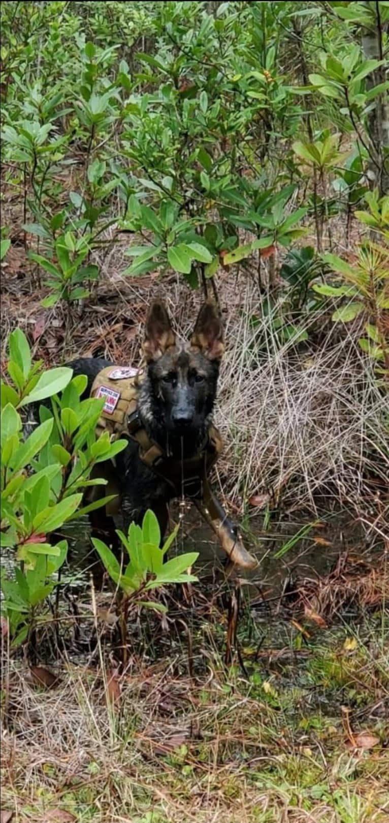 Argos Envy2 Augustine Vom Marienhof, a German Shepherd Dog tested with EmbarkVet.com