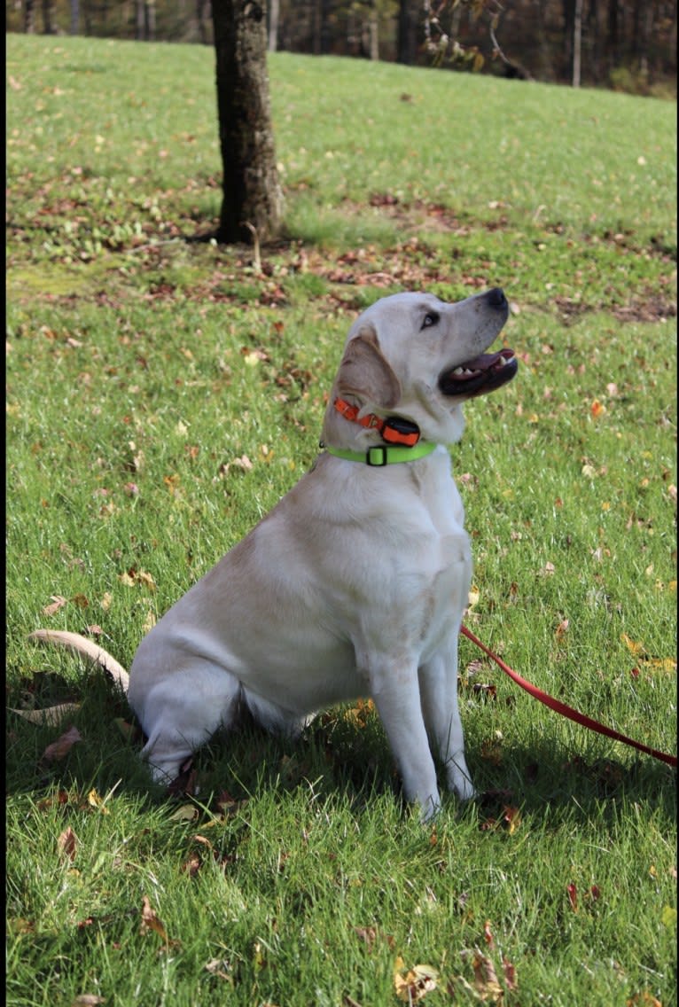 Bentley, a Labrador Retriever tested with EmbarkVet.com