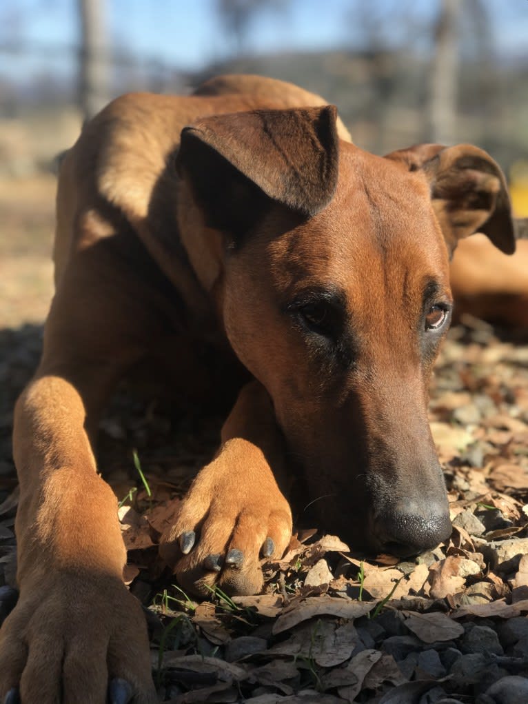 Rocket, a Doberman Pinscher and Belgian Malinois mix tested with EmbarkVet.com