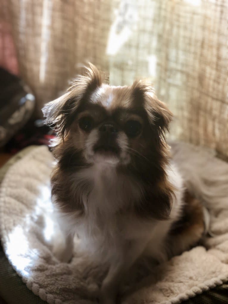 Maverick, a Japanese Chin tested with EmbarkVet.com