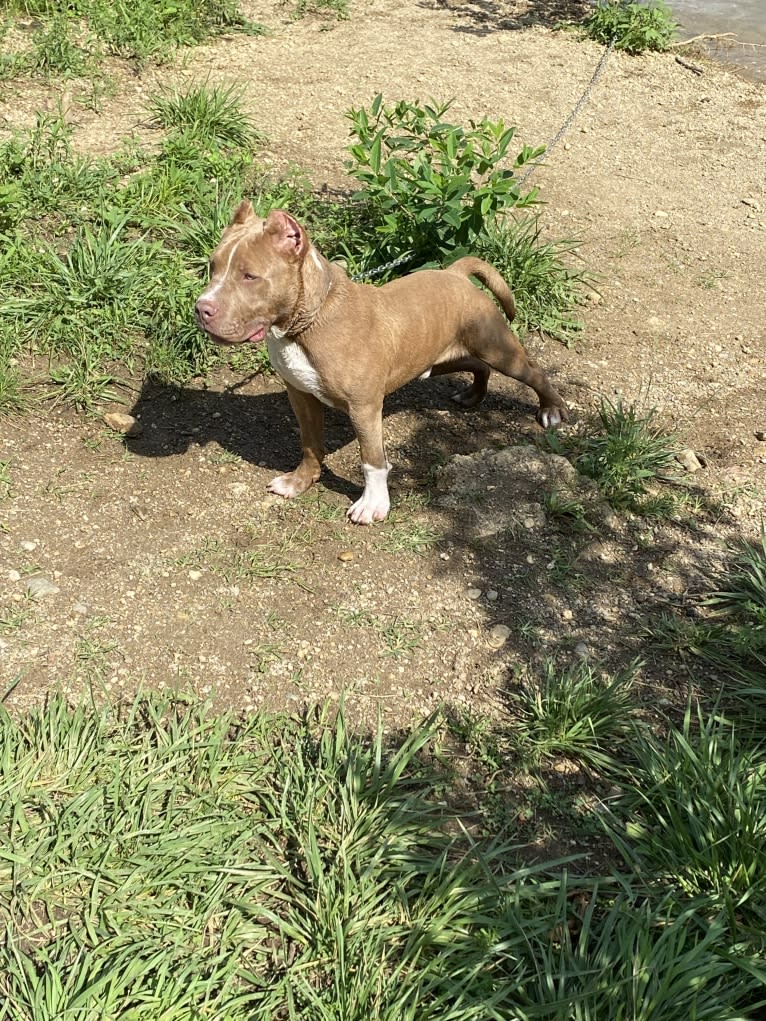 Lucci, an American Bully tested with EmbarkVet.com