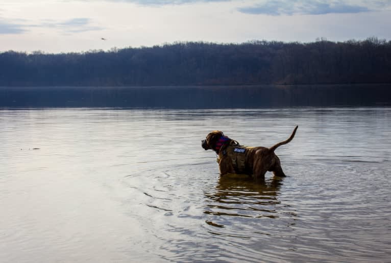 Loki, an American Pit Bull Terrier (4.7% unresolved) tested with EmbarkVet.com