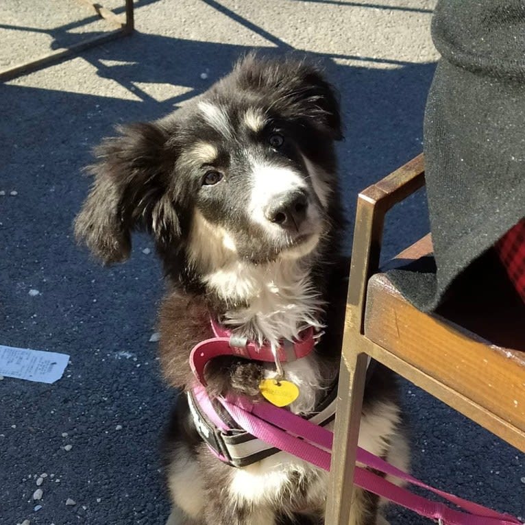 Pooka, an European Village Dog and Caucasian Ovcharka mix tested with EmbarkVet.com