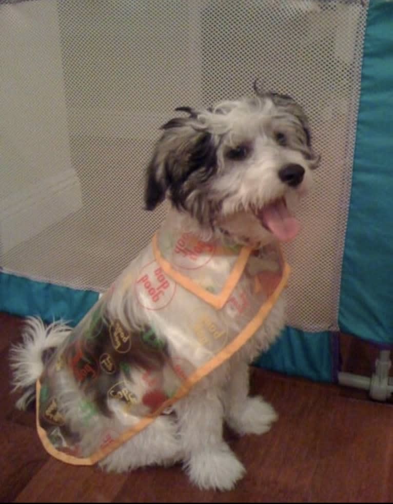 Jack, a Chinese Crested tested with EmbarkVet.com
