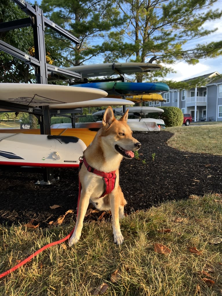 Dax, a Carolina Dog tested with EmbarkVet.com