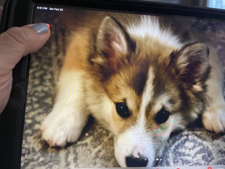 George, an Icelandic Sheepdog tested with EmbarkVet.com