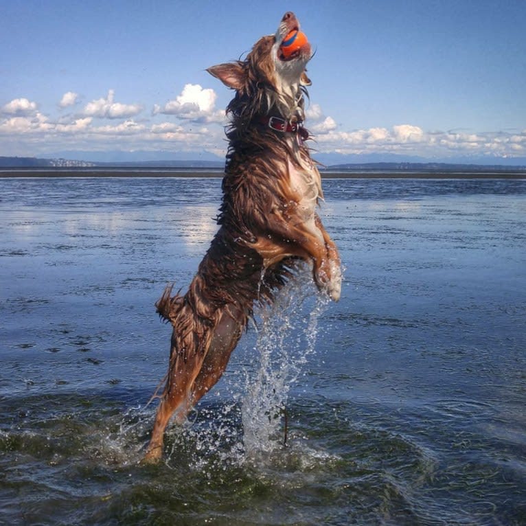 Koda, an Australian Shepherd tested with EmbarkVet.com