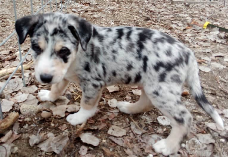 IronEye Pancho, a Border Collie and Catahoula Leopard Dog mix tested with EmbarkVet.com