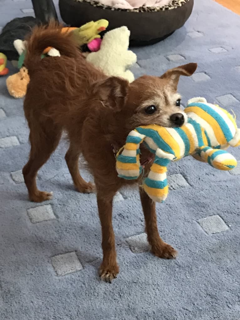 Tippy, a Chihuahua and Poodle (Small) mix tested with EmbarkVet.com