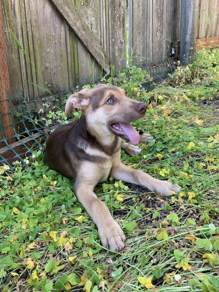 Conan, a German Shepherd Dog and American Pit Bull Terrier mix tested with EmbarkVet.com