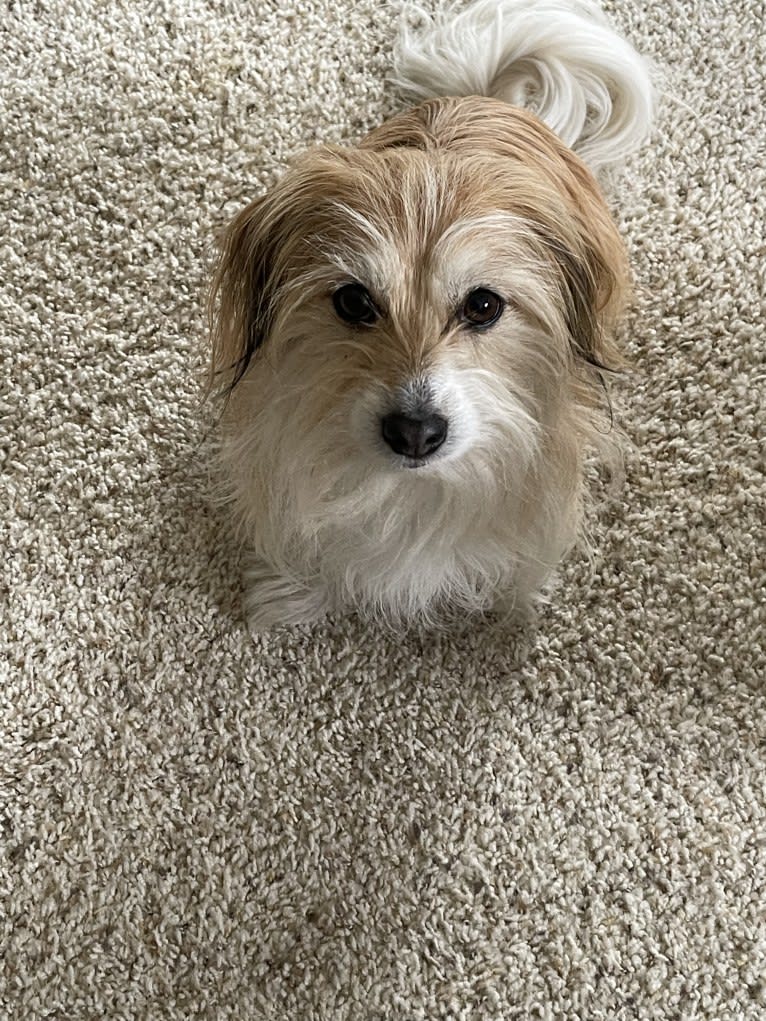 Winham’s Cowboy Cody of Cowgirl Cotons, a Coton de Tulear tested with EmbarkVet.com