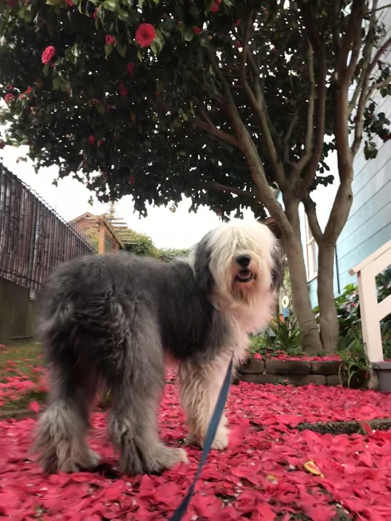 Winston, an Old English Sheepdog tested with EmbarkVet.com