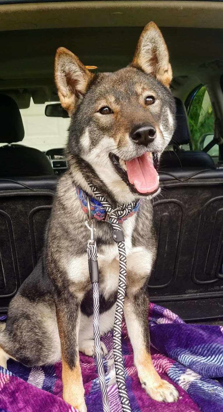 Chidori, a Shikoku tested with EmbarkVet.com