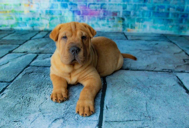 Biggie Small, a Chinese Shar-Pei tested with EmbarkVet.com