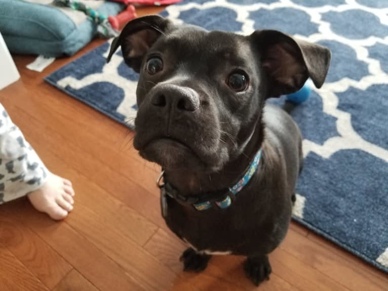 Tully, a Boston Terrier and Chihuahua mix tested with EmbarkVet.com