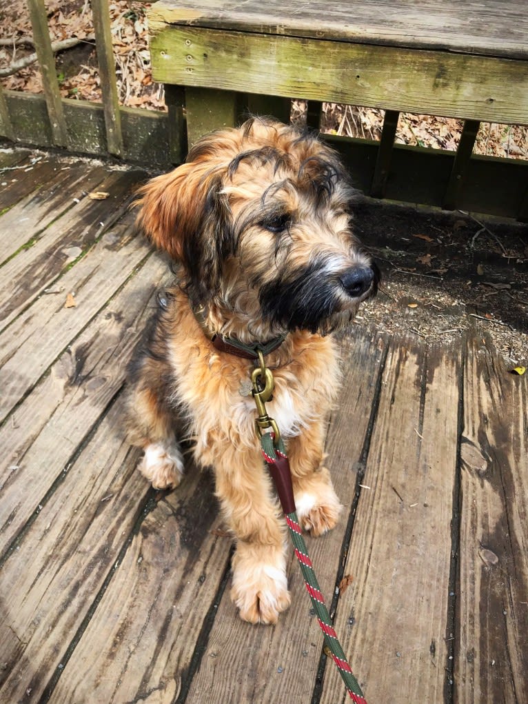 Gunner, a Brittany and Australian Cattle Dog mix tested with EmbarkVet.com