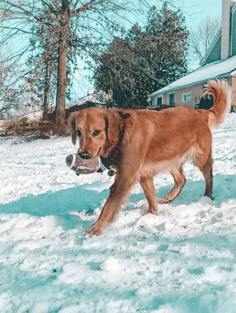 Marley, a Golden Retriever tested with EmbarkVet.com