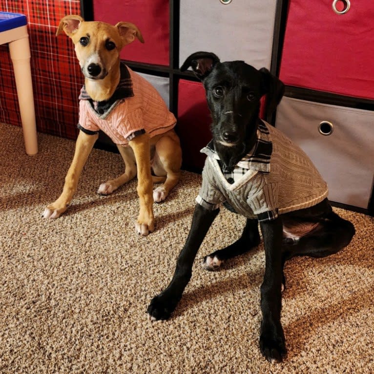 Bahariya, a Greyhound and Borzoi mix tested with EmbarkVet.com