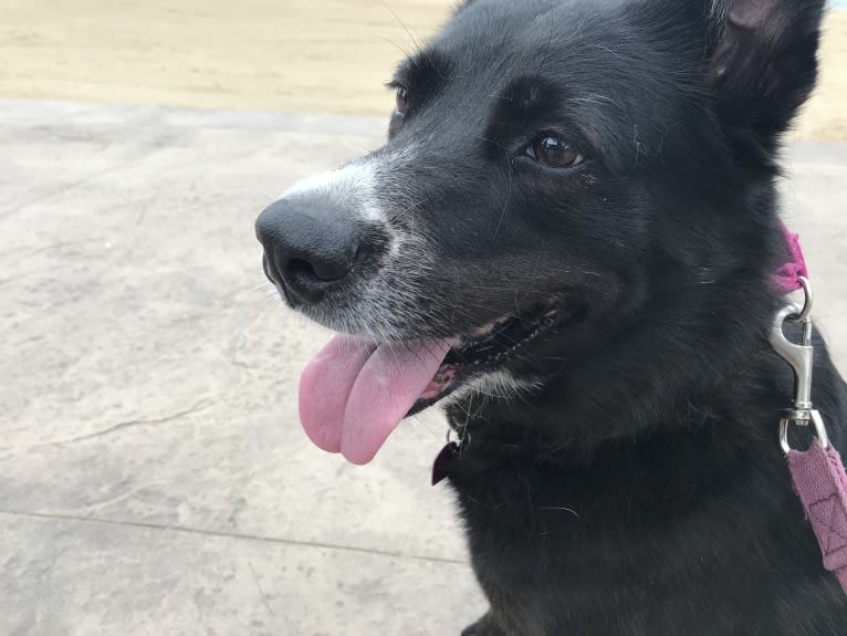 Greta, a Rottweiler and American Pit Bull Terrier mix tested with EmbarkVet.com