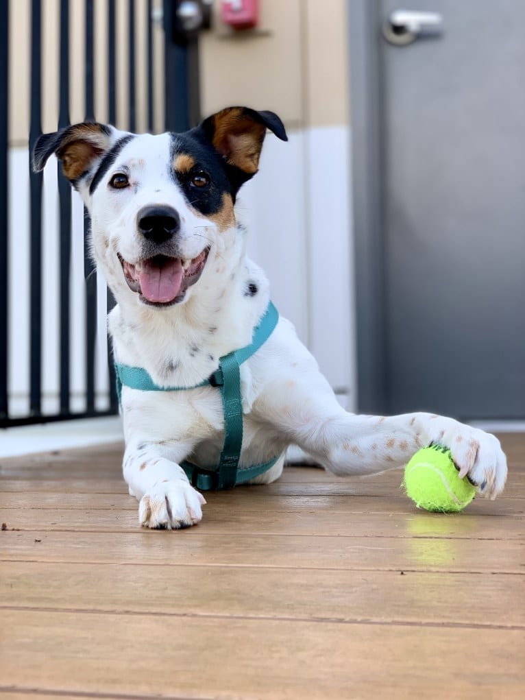 Rita, an Australian Cattle Dog and Rottweiler mix tested with EmbarkVet.com