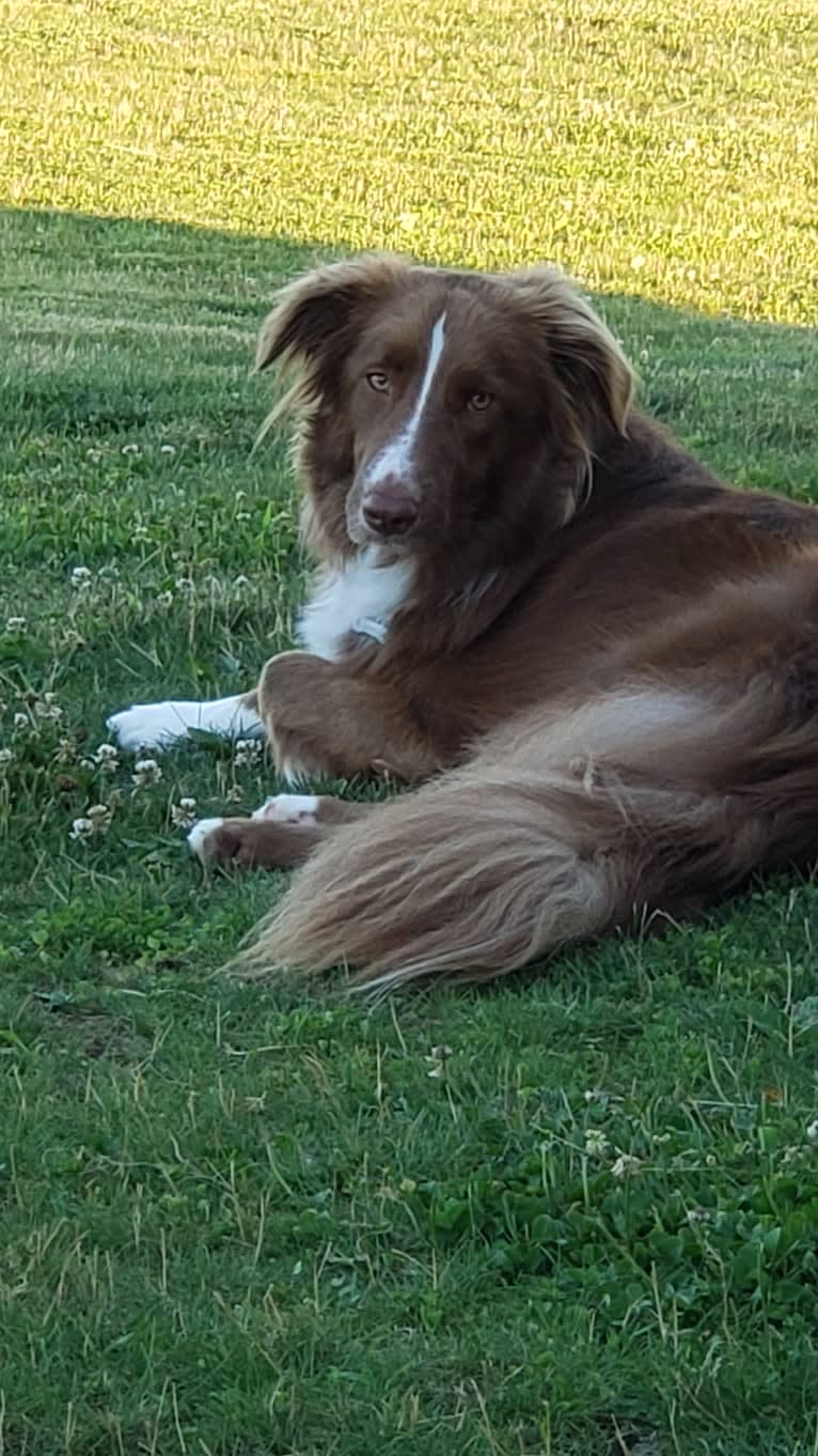 Chili, a Border Collie and English Springer Spaniel mix tested with EmbarkVet.com