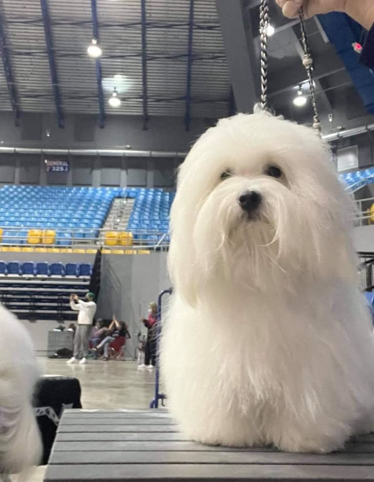 Mi-Toi’s Rag Doll (Muneca), a Coton de Tulear tested with EmbarkVet.com