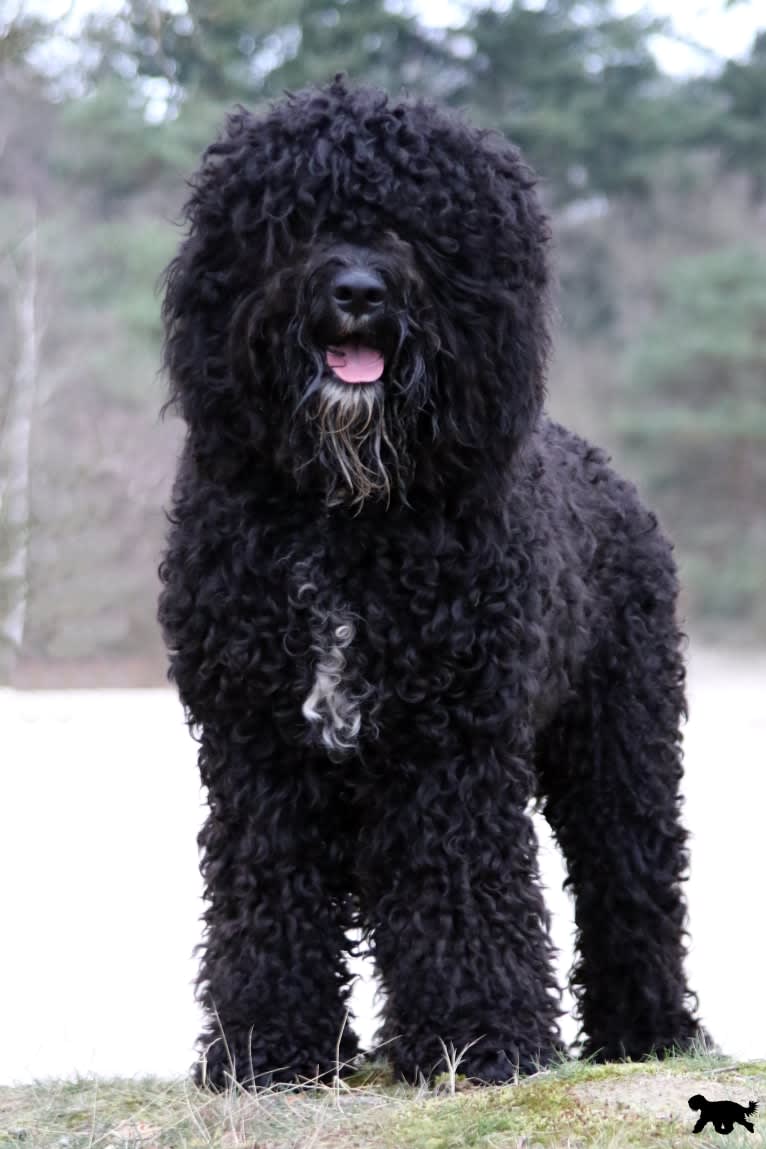 Watson, a Barbet tested with EmbarkVet.com