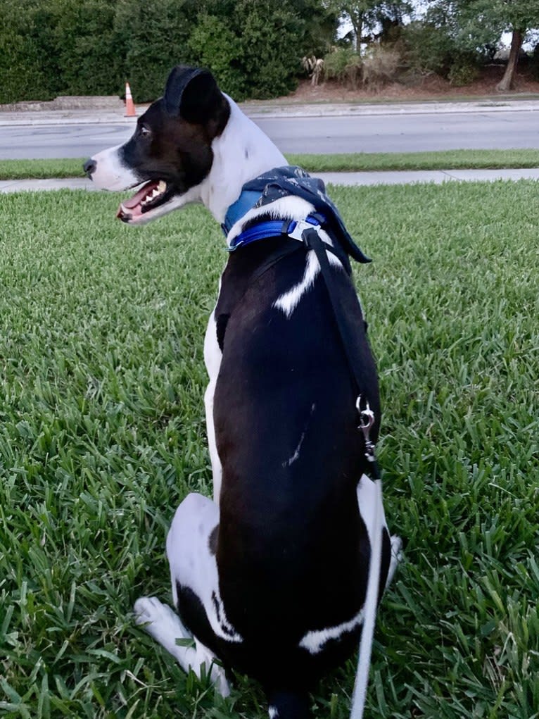 Digby Naruhito, Crown Prince of Galt, an American Pit Bull Terrier and Collie mix tested with EmbarkVet.com