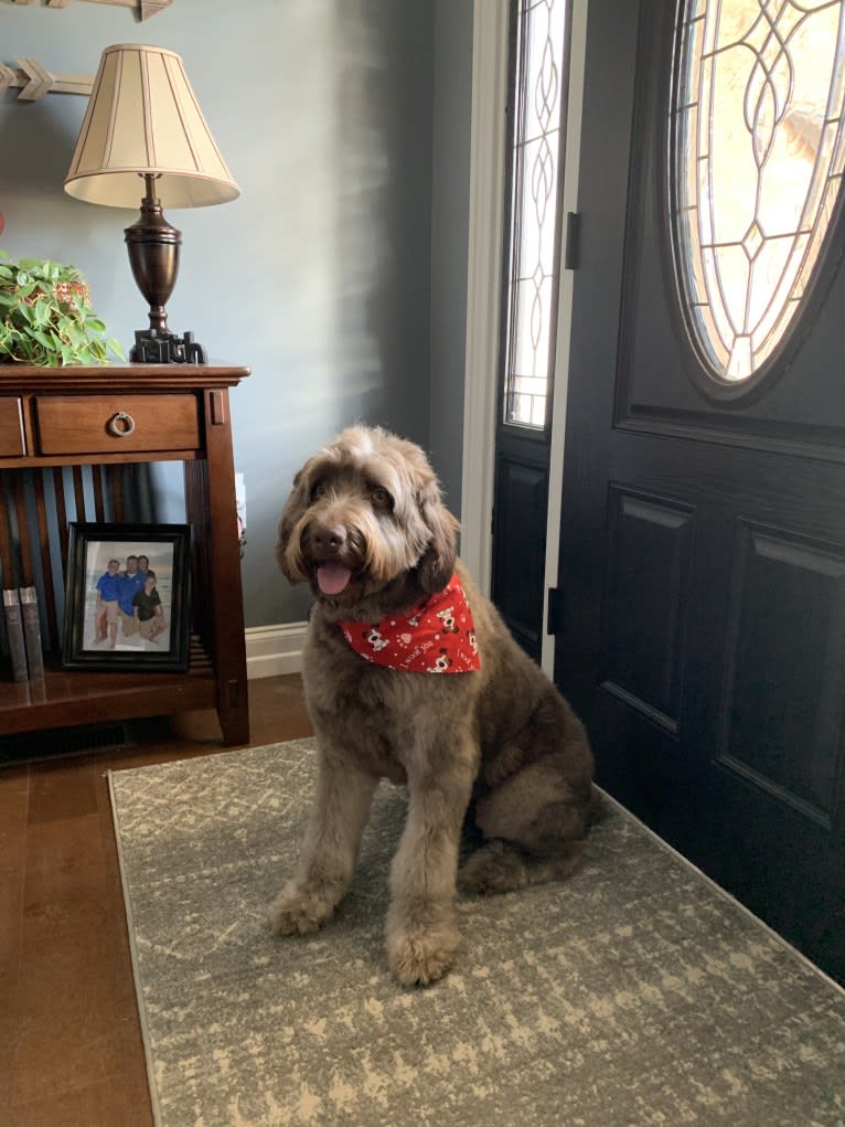 Finn, a Poodle (Standard) and Australian Shepherd mix tested with EmbarkVet.com