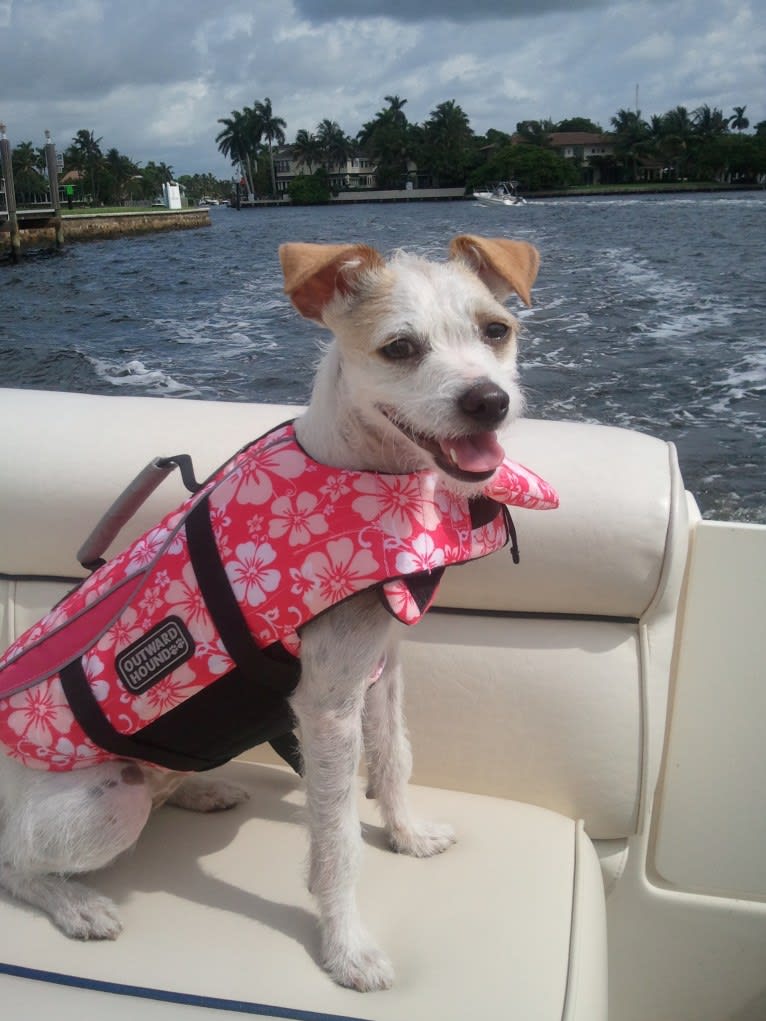 Coleen, a Rat Terrier and Poodle (Small) mix tested with EmbarkVet.com