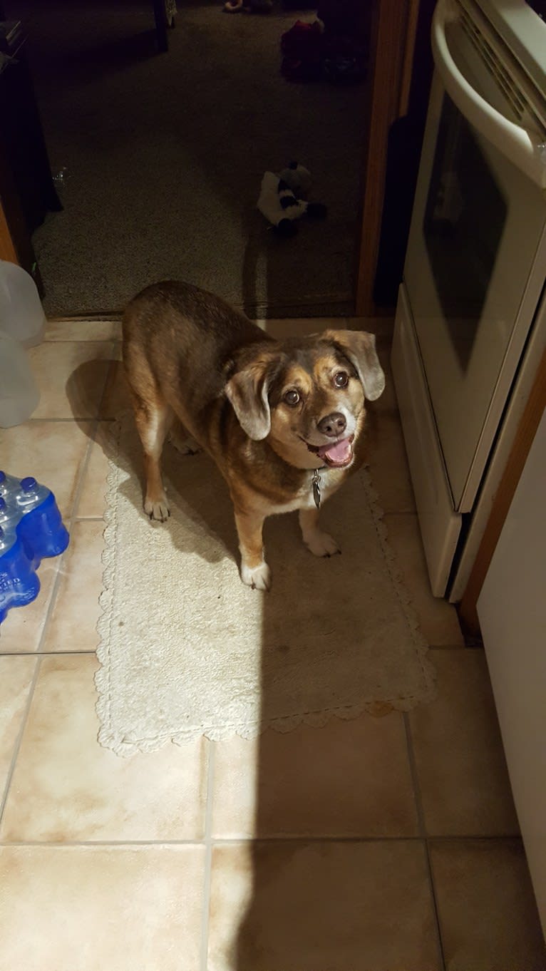 Mario, a Beagle and Norwegian Elkhound mix tested with EmbarkVet.com