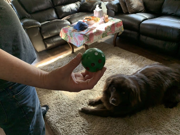 Rosey, a Newfoundland and Siberian Husky mix tested with EmbarkVet.com