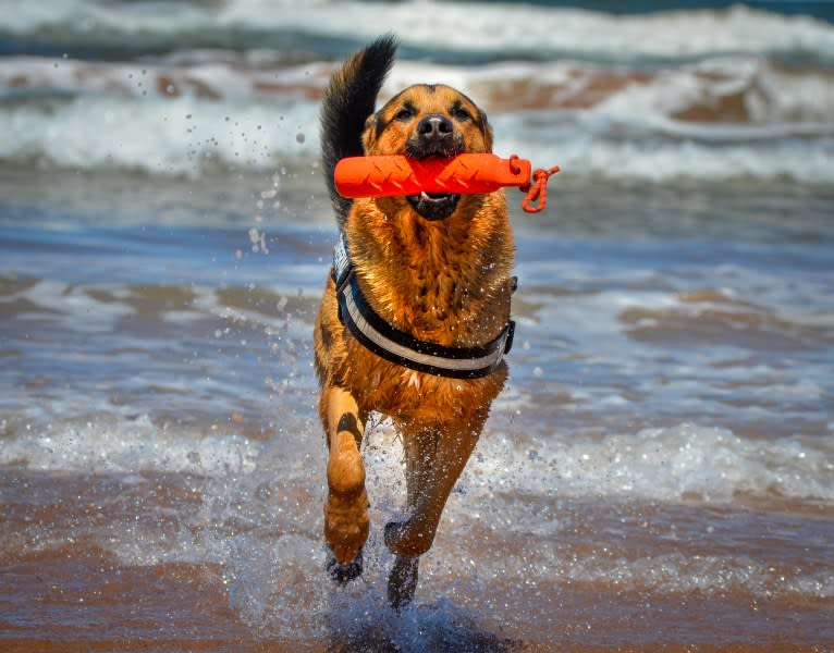 Grizzly, a German Shepherd Dog and Rottweiler mix tested with EmbarkVet.com