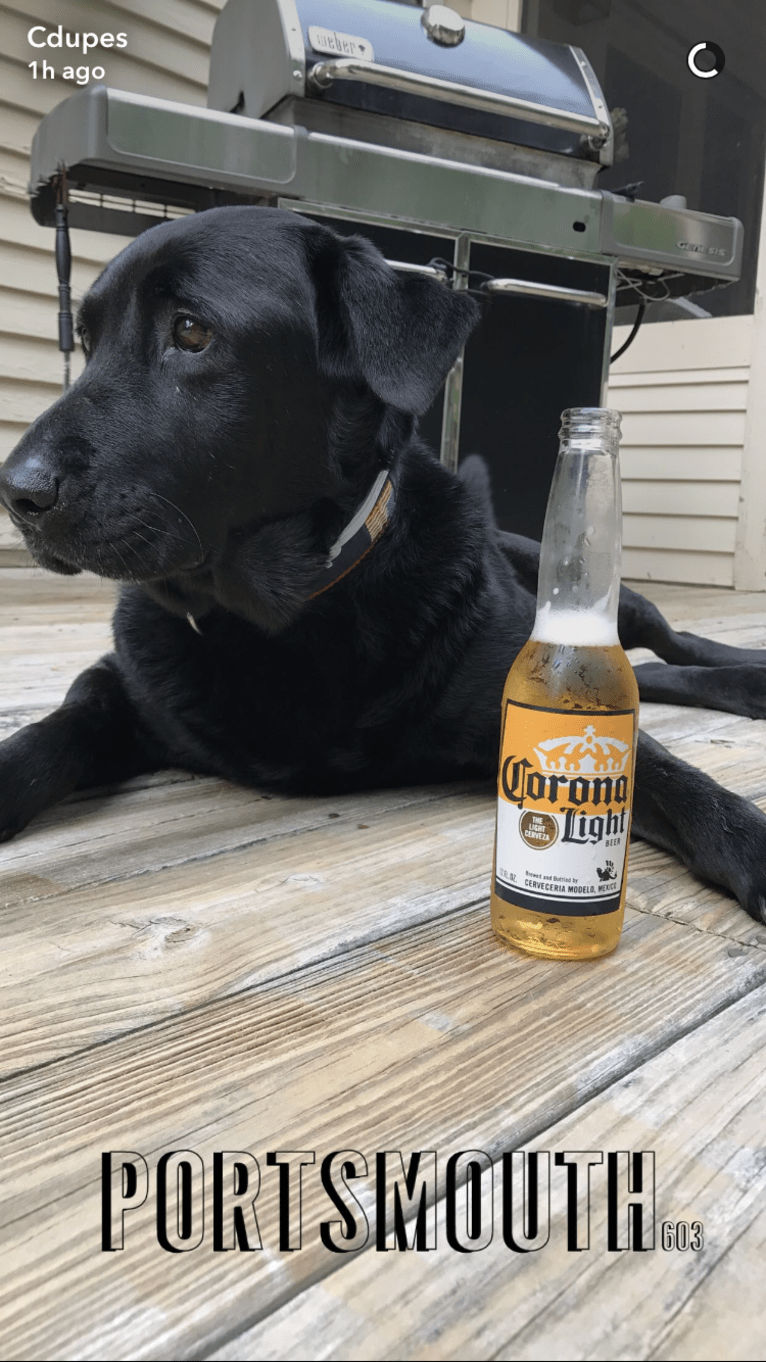 Bear, a Labrador Retriever and German Shepherd Dog mix tested with EmbarkVet.com