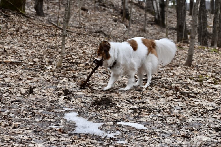 Cooper, an Australian Cattle Dog and Shih Tzu mix tested with EmbarkVet.com