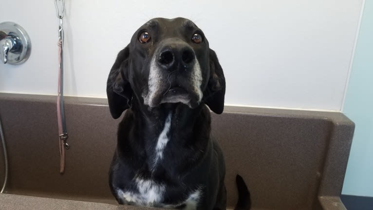 Happy, a Labrador Retriever and Bluetick Coonhound mix tested with EmbarkVet.com