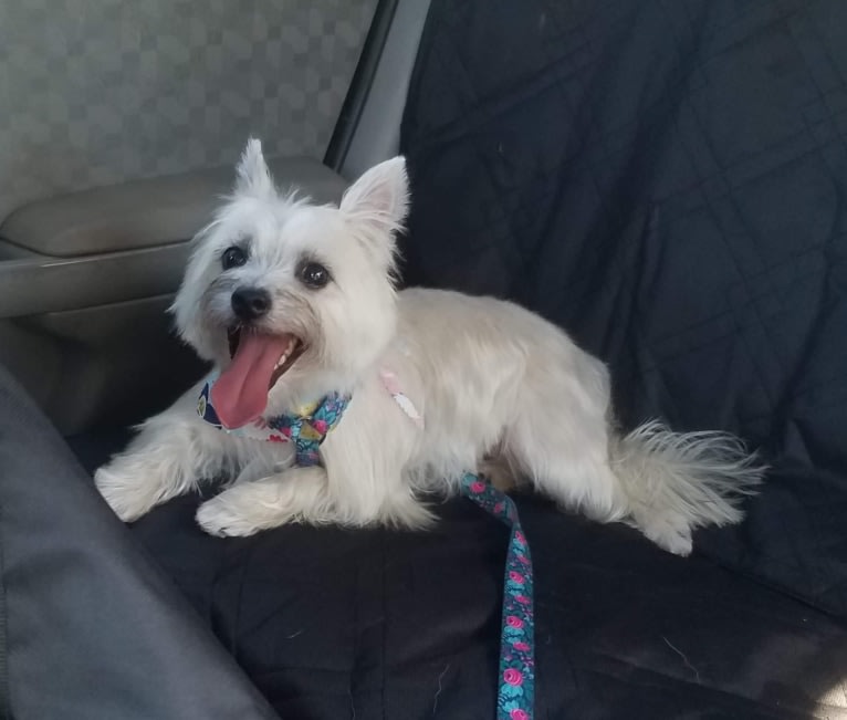 Willow, a Cairn Terrier and Maltese mix tested with EmbarkVet.com