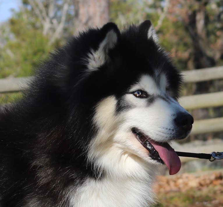 Padfoot, a Siberian Husky tested with EmbarkVet.com