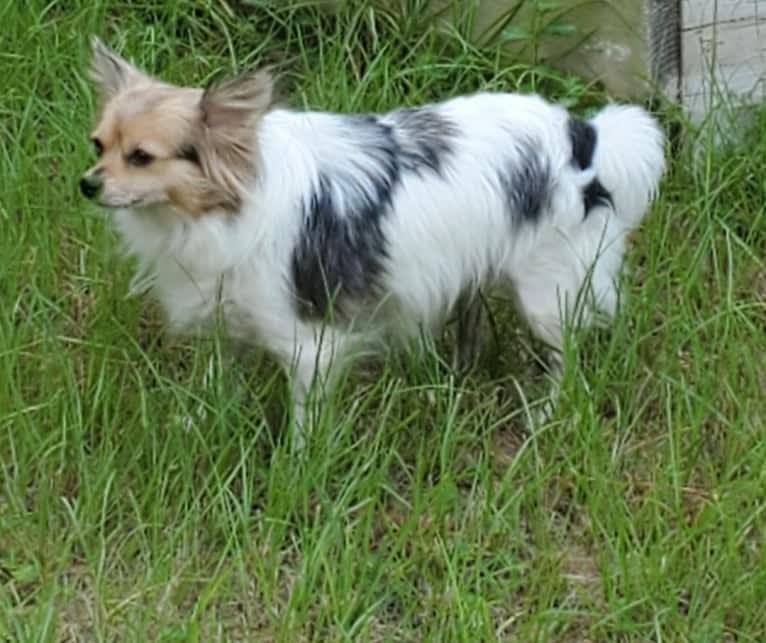 Thumbelina, a Chihuahua tested with EmbarkVet.com