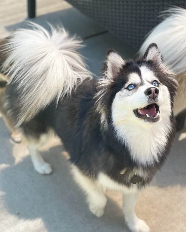 Gamora, a Pomsky tested with EmbarkVet.com