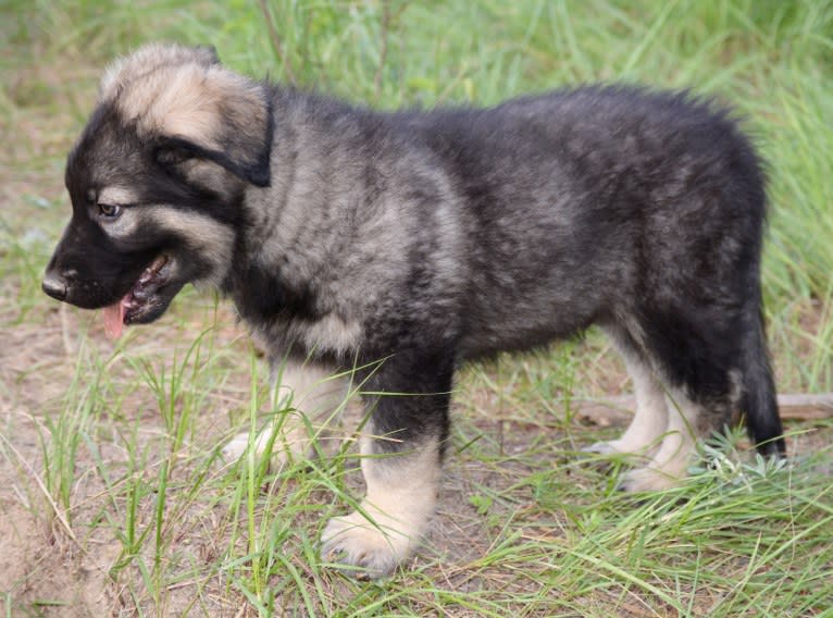Tsar, an Alaskan Malamute and German Shepherd Dog mix tested with EmbarkVet.com