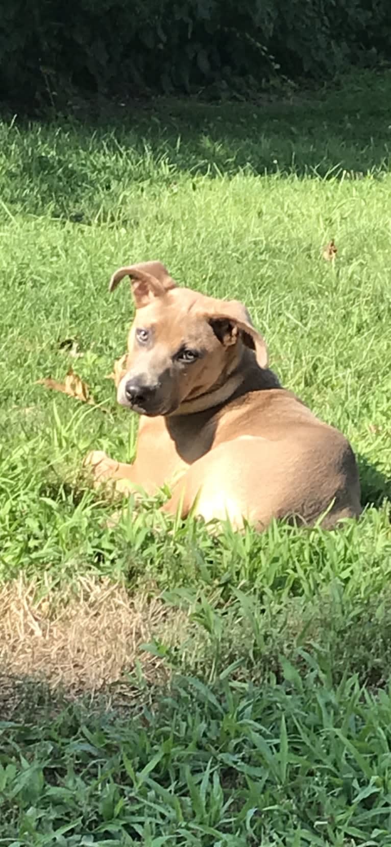 Remy, an American Pit Bull Terrier and American Staffordshire Terrier mix tested with EmbarkVet.com