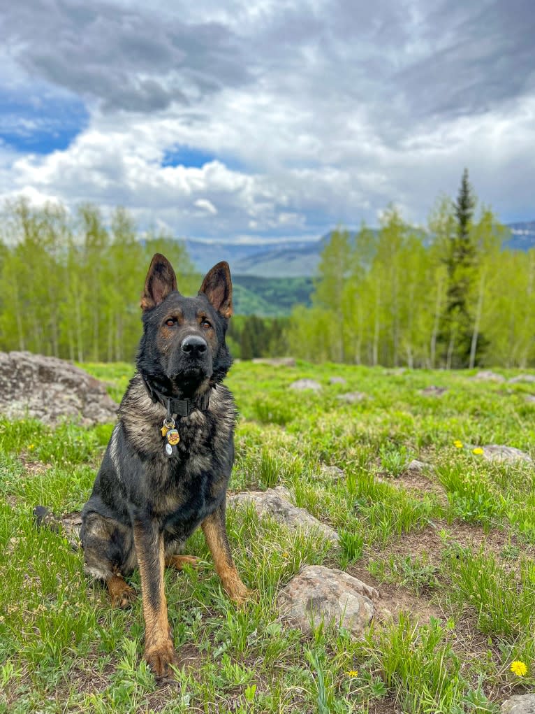 Booth vom Wahrsten, a German Shepherd Dog tested with EmbarkVet.com