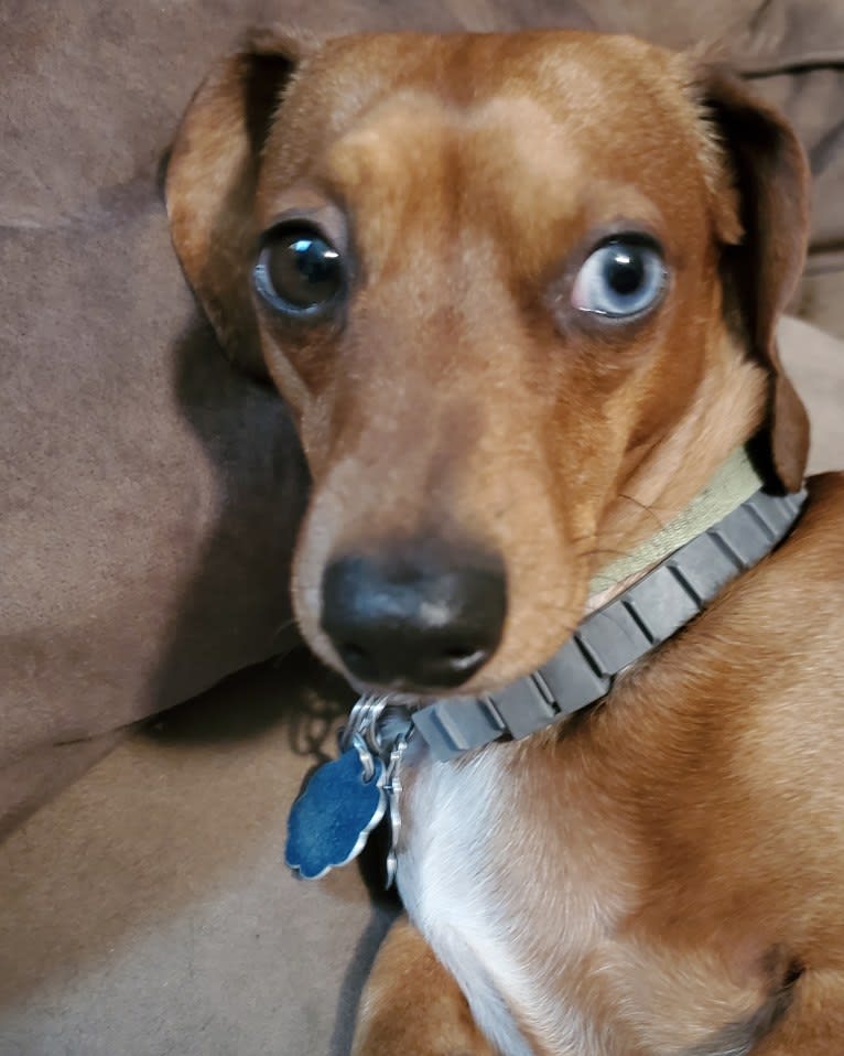 Casey, a Dachshund tested with EmbarkVet.com