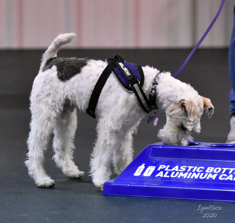 Django, a Wire Fox Terrier tested with EmbarkVet.com