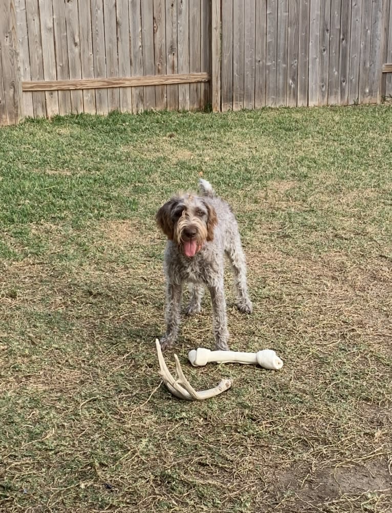 ARYA, a German Wirehaired Pointer tested with EmbarkVet.com