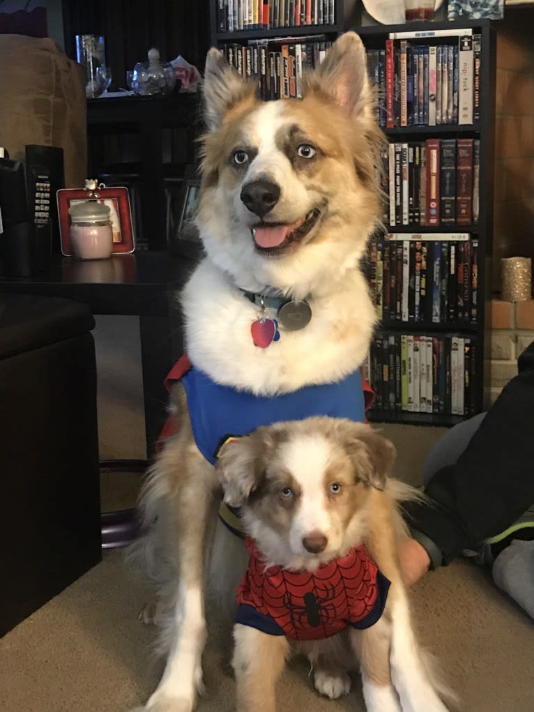 Harrison, an Australian Shepherd and Border Collie mix tested with EmbarkVet.com