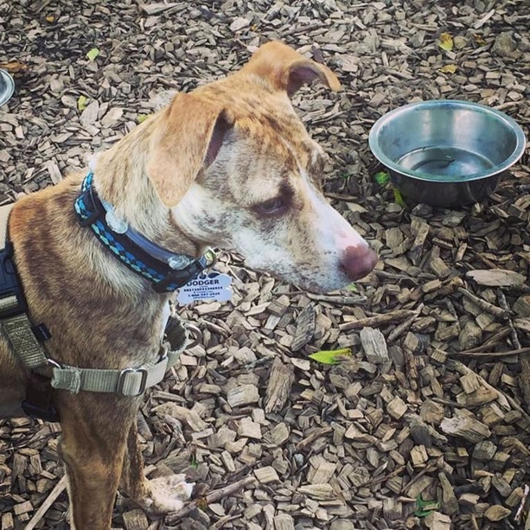 Dodger, a Mountain Cur tested with EmbarkVet.com